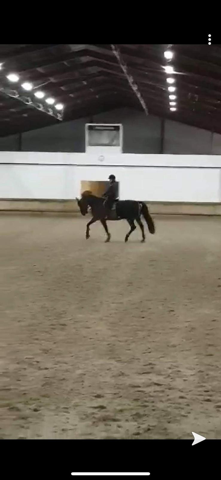 Dansk Varmblod Zafir billede 18