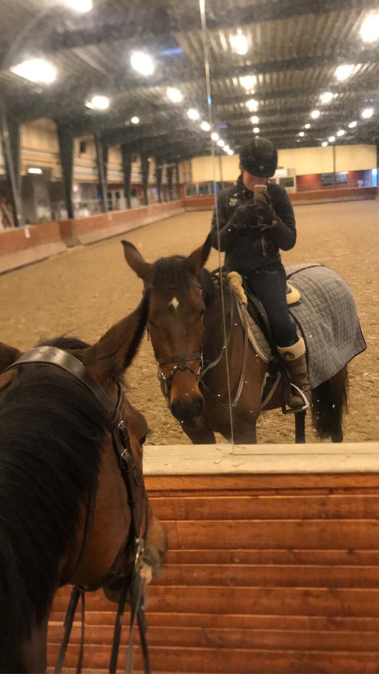 Dansk Varmblod Zafir billede 19