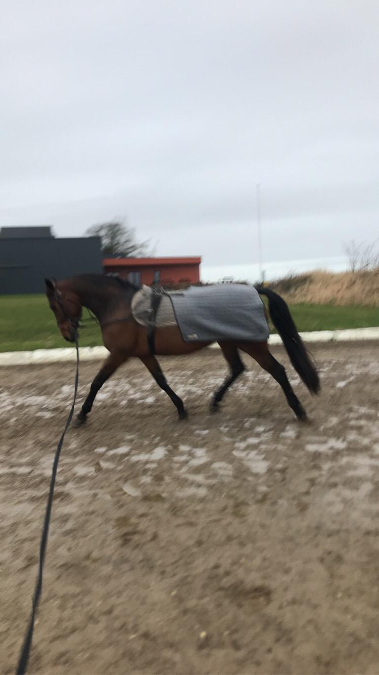 Dansk Varmblod Zafir billede 20