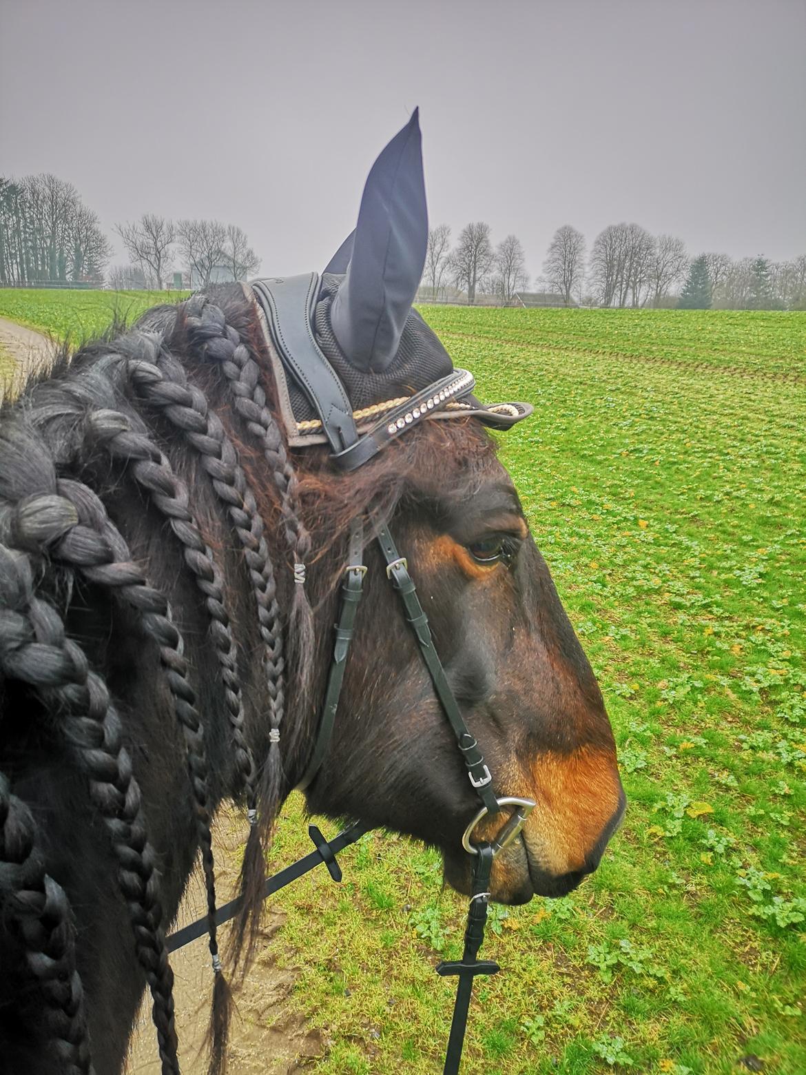 Anden særlig race Sir John John billede 12