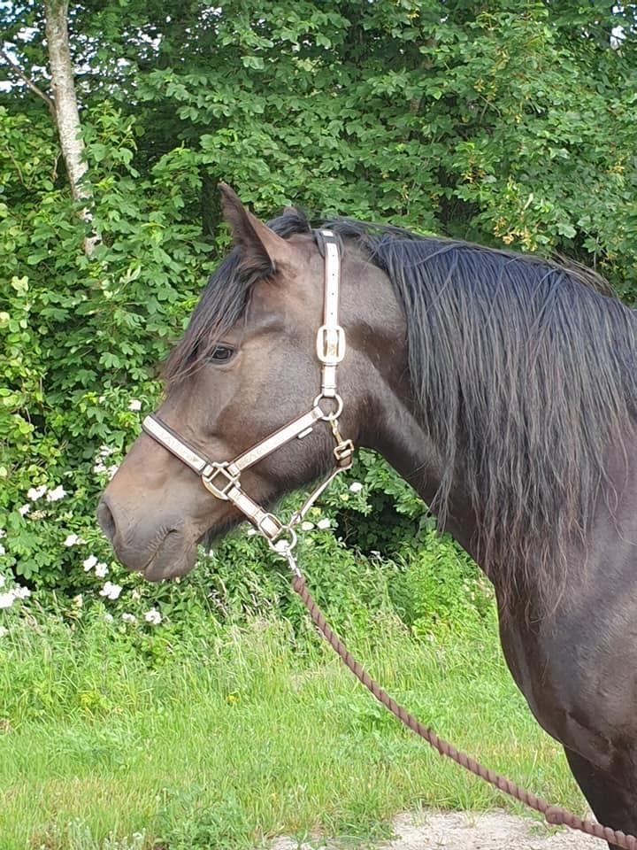 Koldblodstraver Bare lynea billede 7