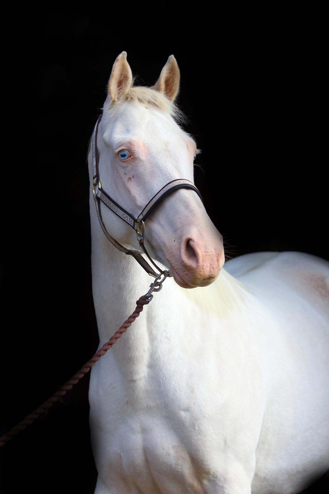 Palomino Lysgaards vanilla sky billede 1