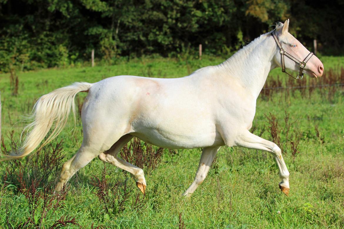 Palomino Lysgaards vanilla sky billede 2