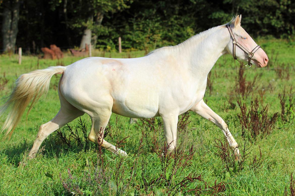 Palomino Lysgaards vanilla sky billede 3