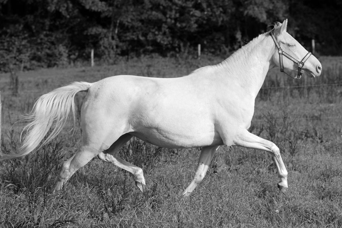 Palomino Lysgaards vanilla sky billede 5
