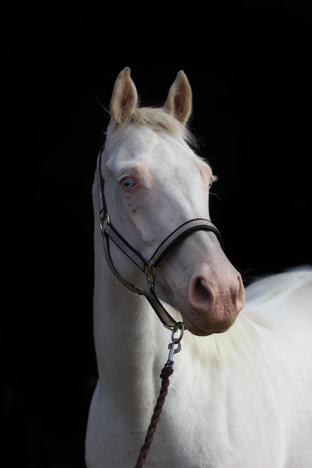 Palomino Lysgaards vanilla sky billede 6