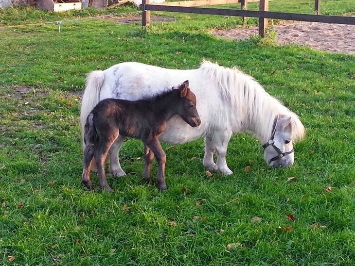Anden særlig race Callisto - Callisto som føl - Lånt af tidligere ejer. billede 3