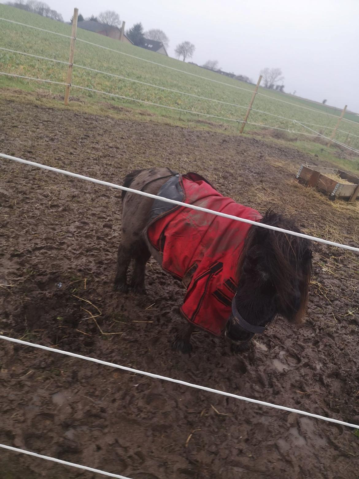 Shetlænder Nicki - vil du dække min numse til. det trækker :-) billede 2