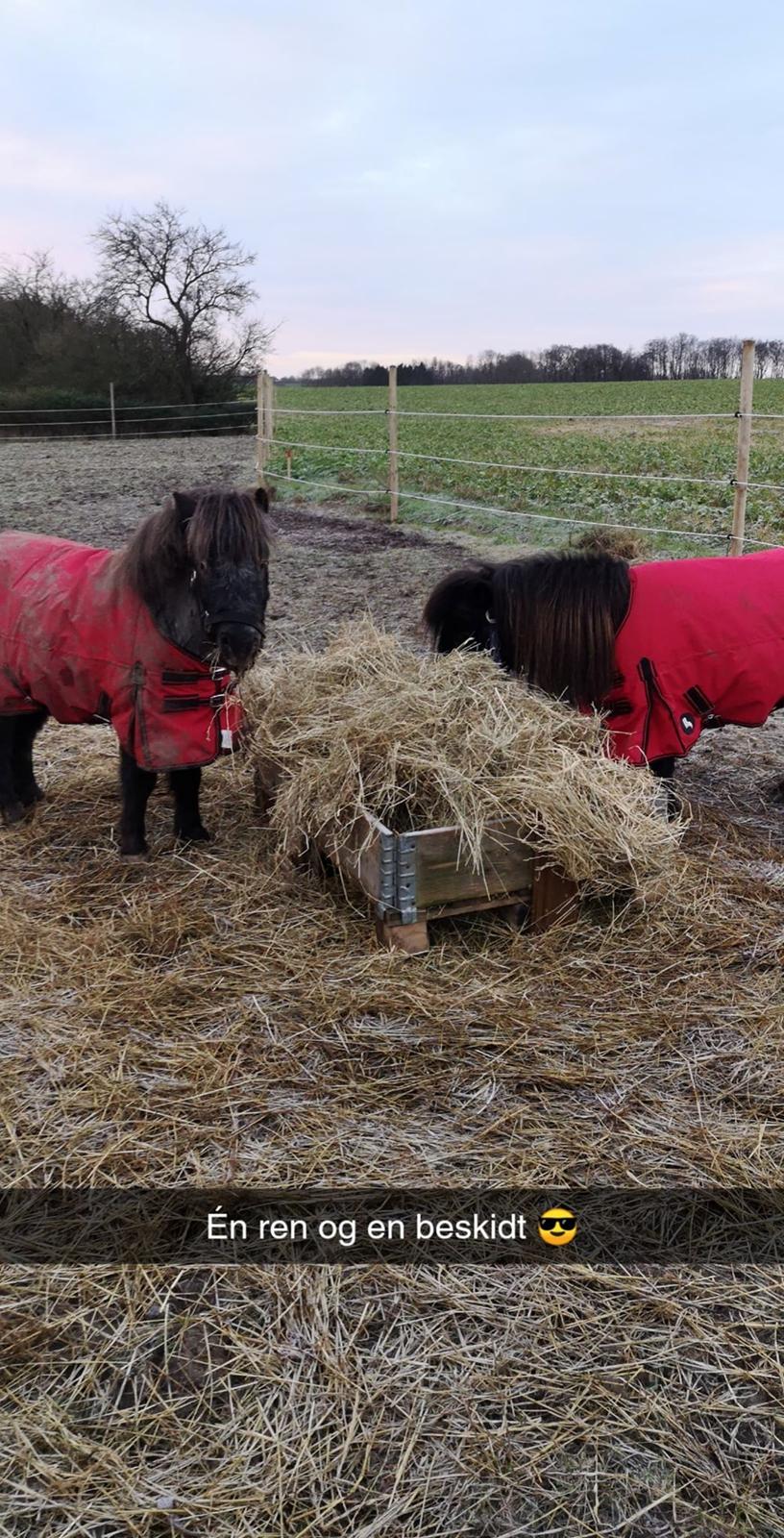 Shetlænder Nicki billede 3