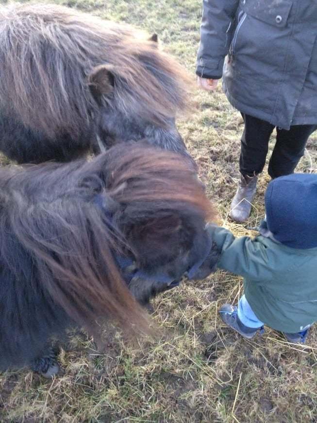 Shetlænder Nicki billede 4