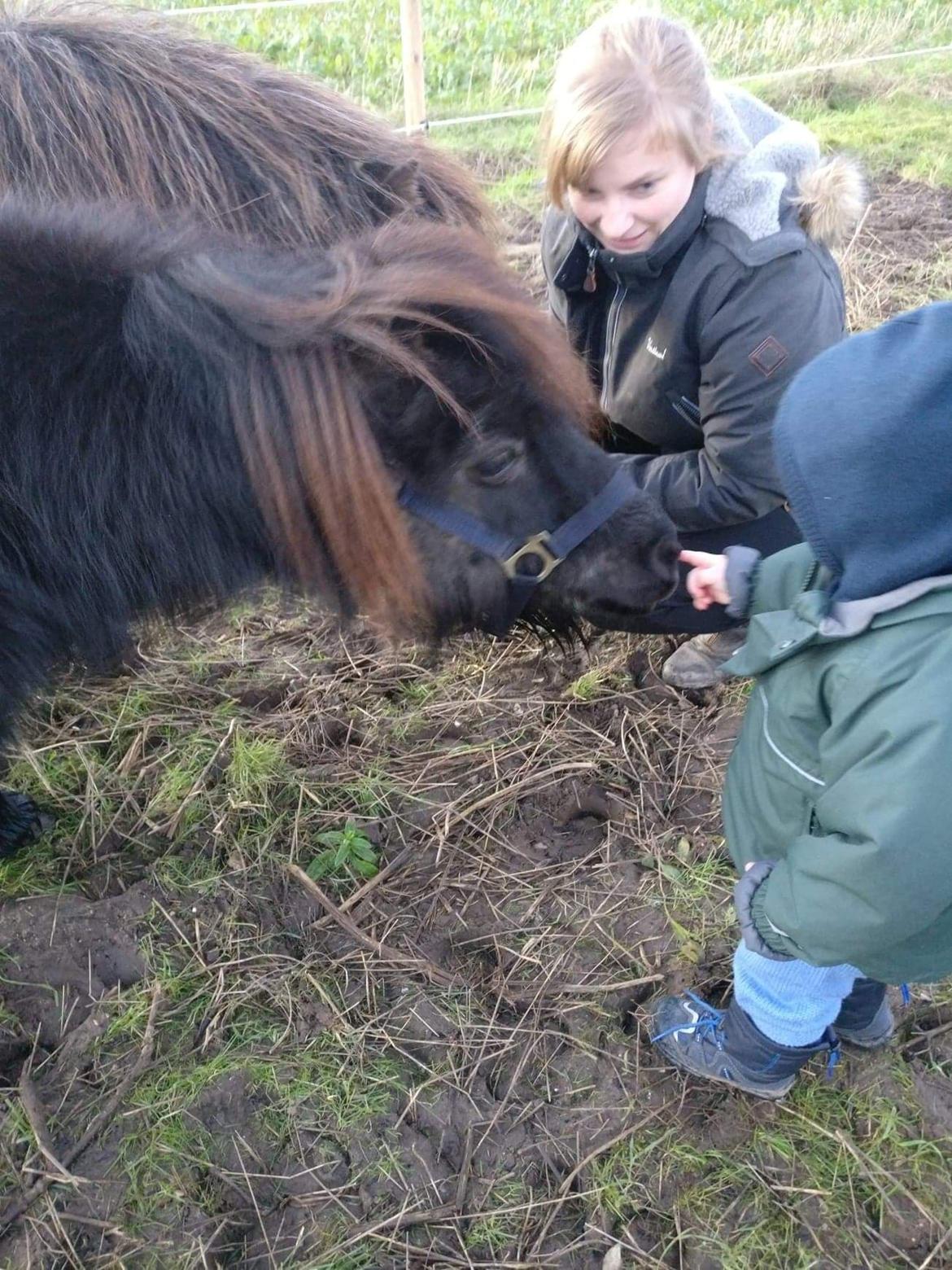 Shetlænder Nicki - Vores dreng og NIcki er allerede gode venner <3 billede 5