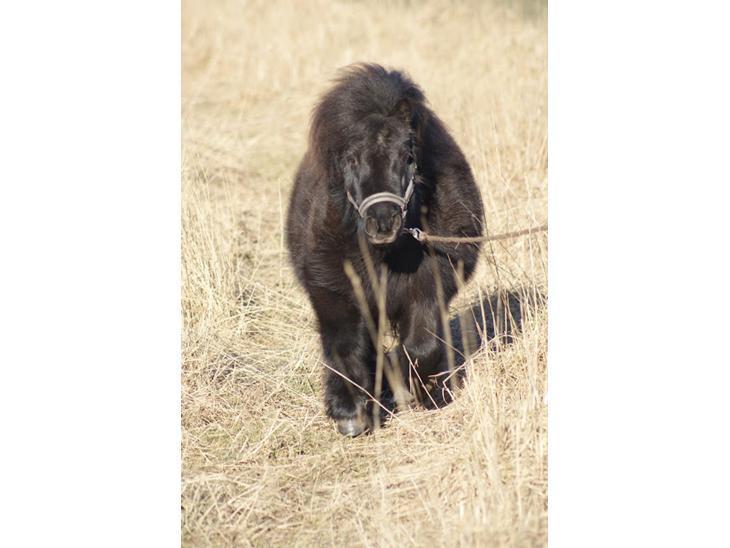 Shetlænder Nicki - Lånt af tidliger ejer billede 1