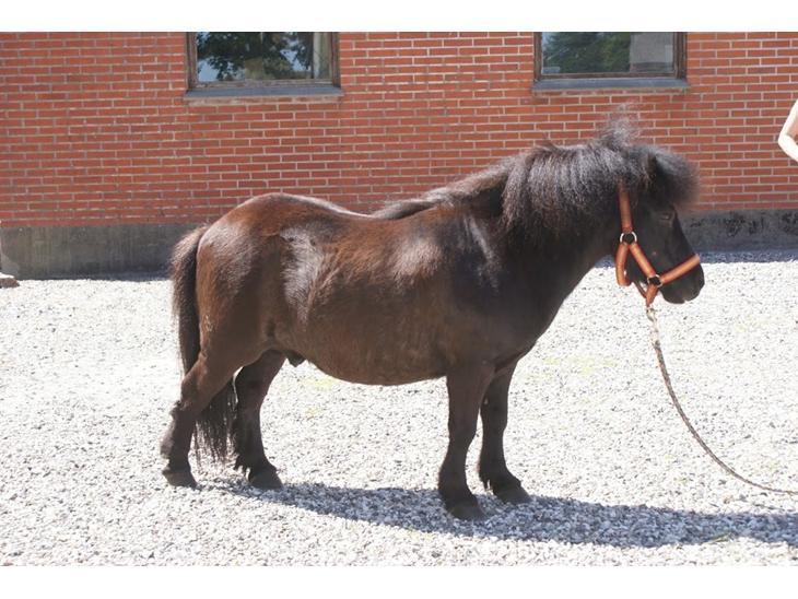 Shetlænder Nicki - lånt af tidliger ejer billede 6