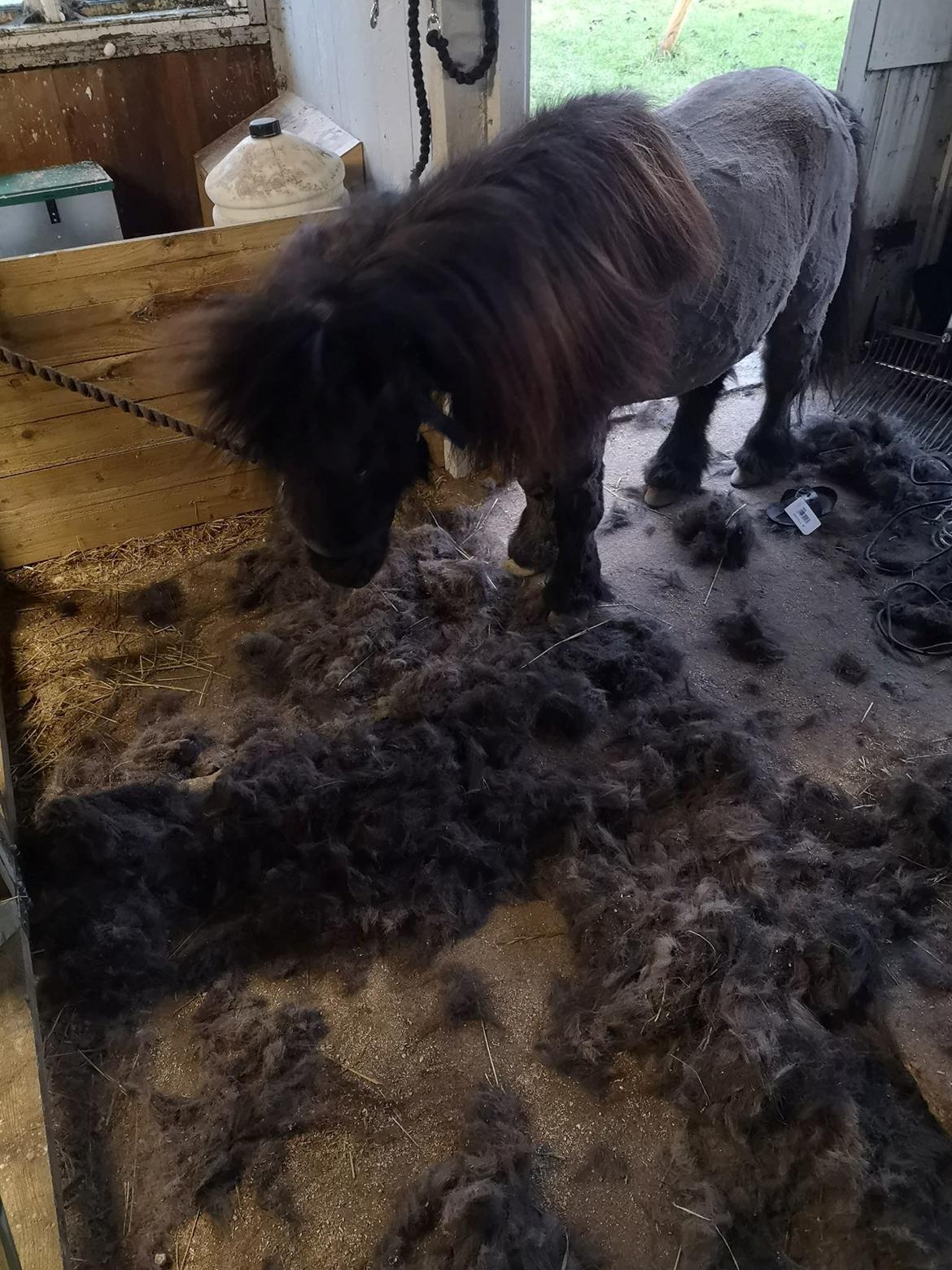 Shetlænder Nicki - pelsen røg da han ankom med lus, store sår over hele kroppen pga eksem og kløe. efter en klipning og lusebehandlig er alle sår helet op og ny pels på vej.  billede 7