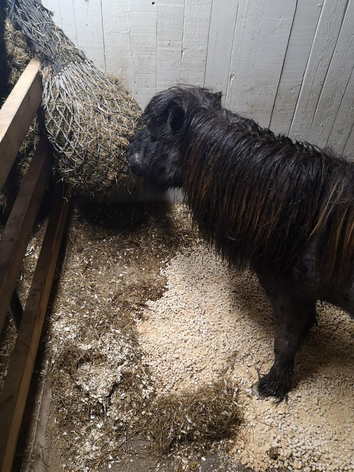 Shetlænder Nicki - tørvejr og tør boks med masser af hø er lækkert efter heldagsregn billede 8