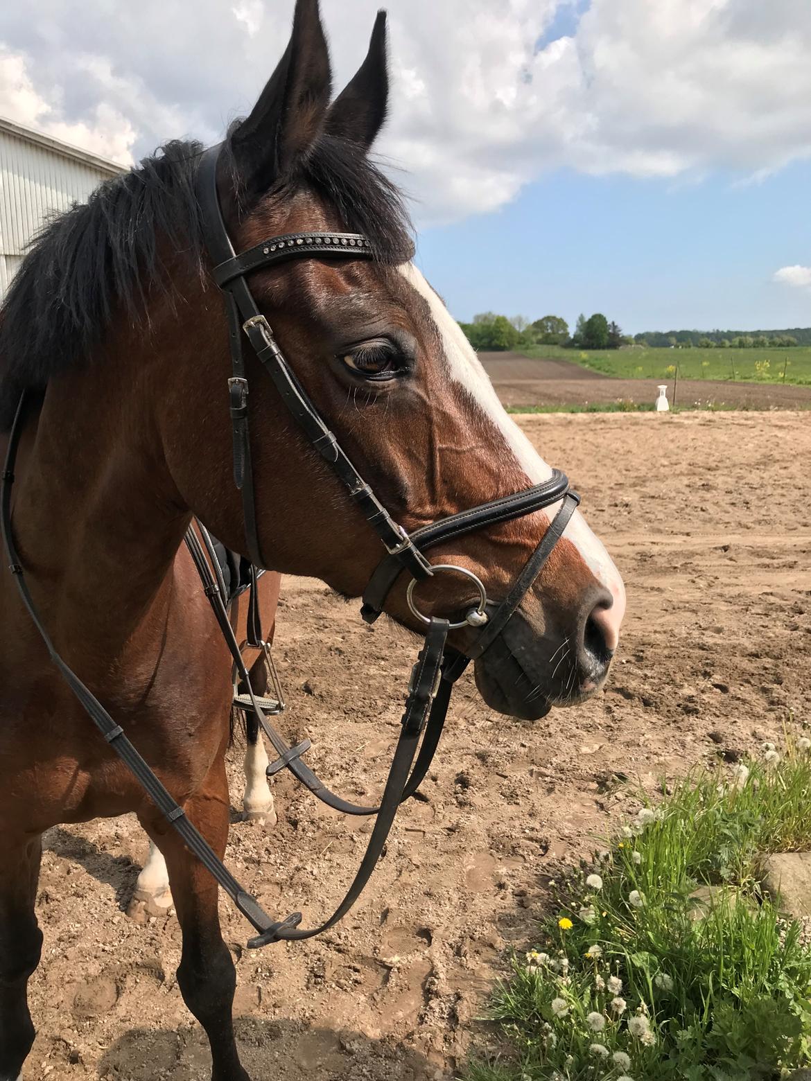 Dansk Varmblod Rosette  billede 1