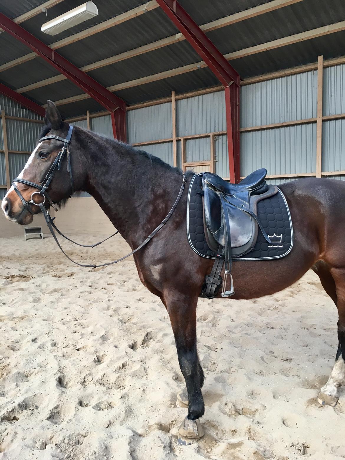 Dansk Varmblod Rosette  billede 2