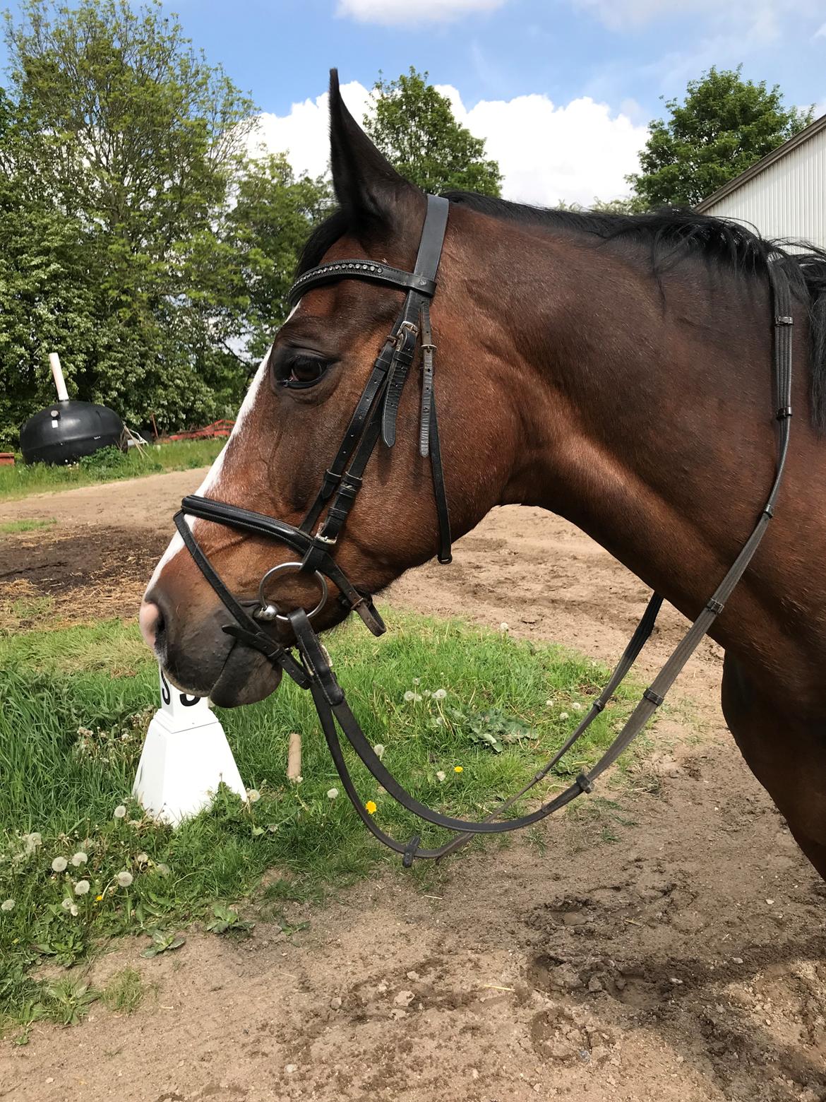 Dansk Varmblod Rosette  billede 3