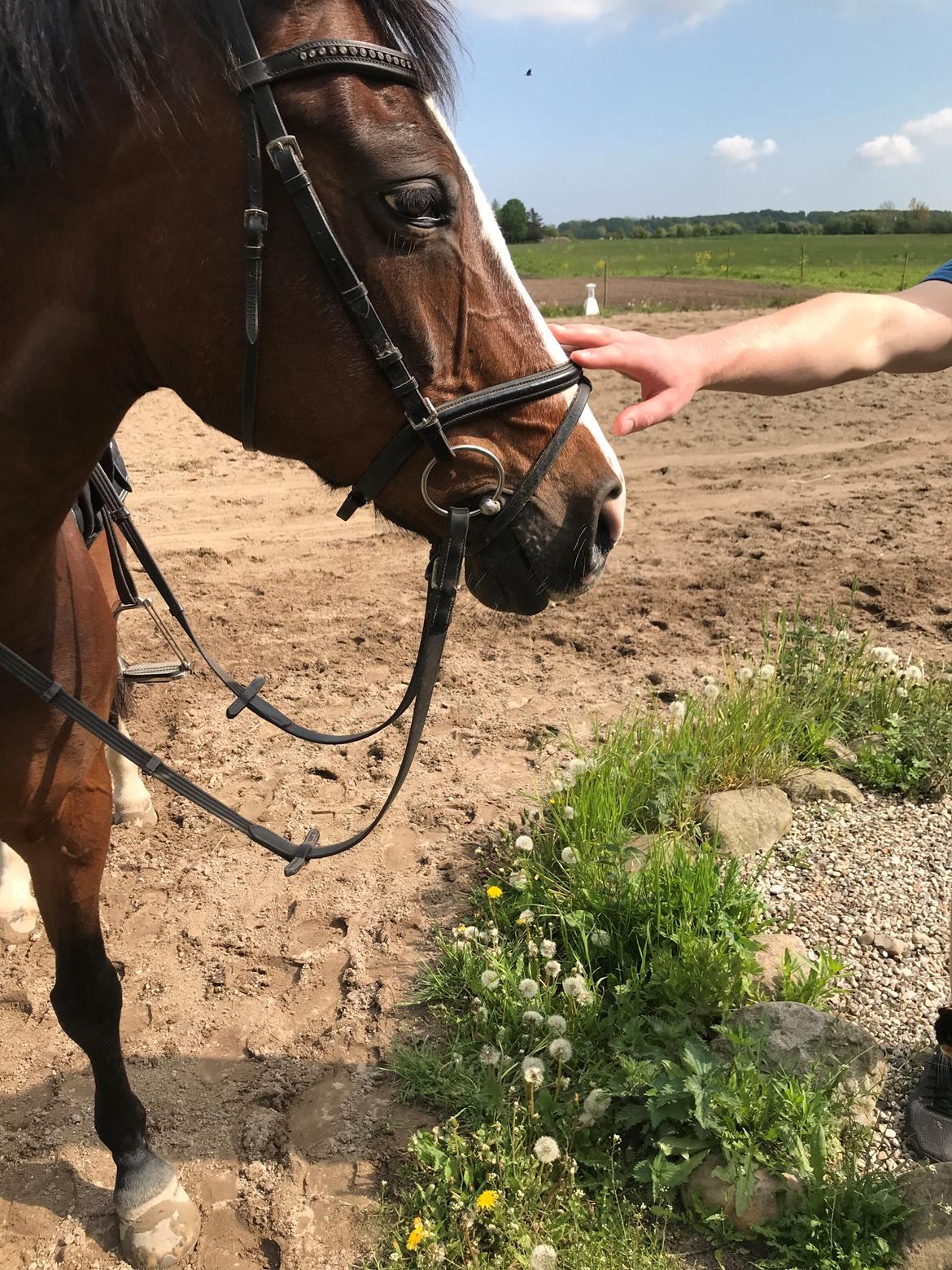 Dansk Varmblod Rosette  billede 4