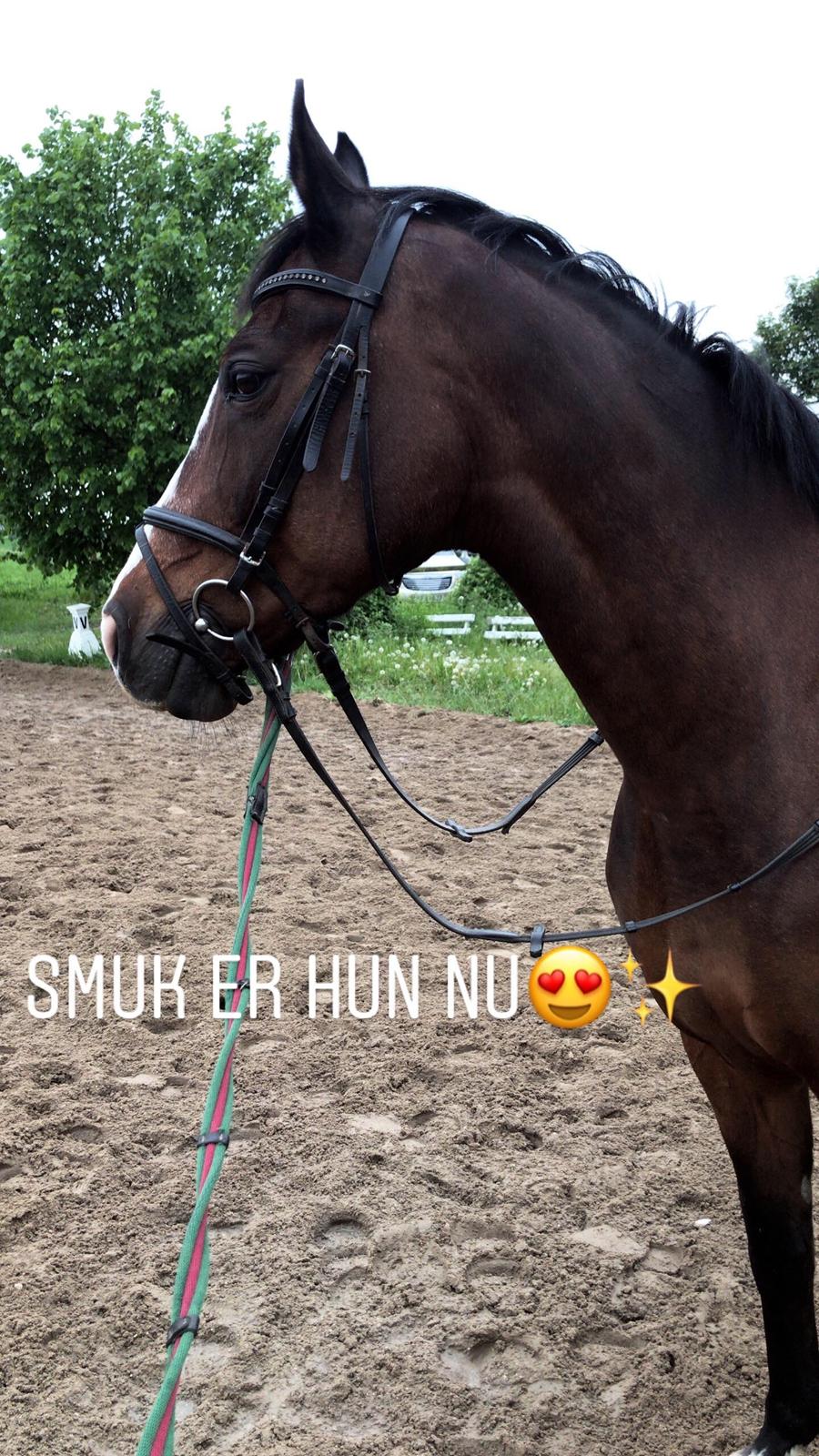 Dansk Varmblod Rosette  billede 5