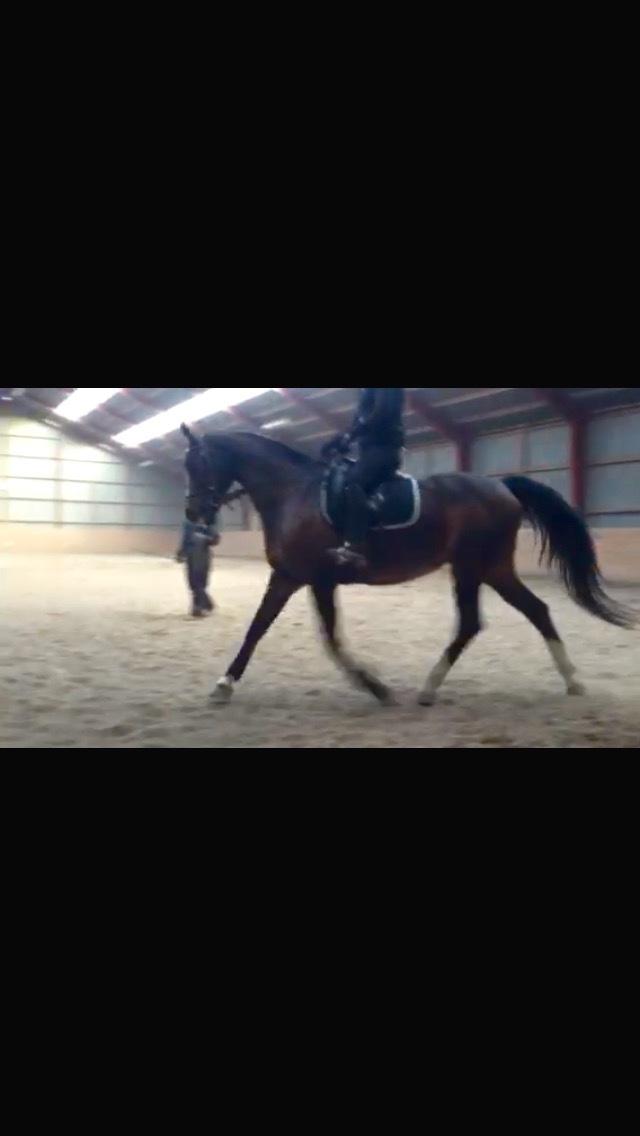 Dansk Varmblod Rosette  billede 6