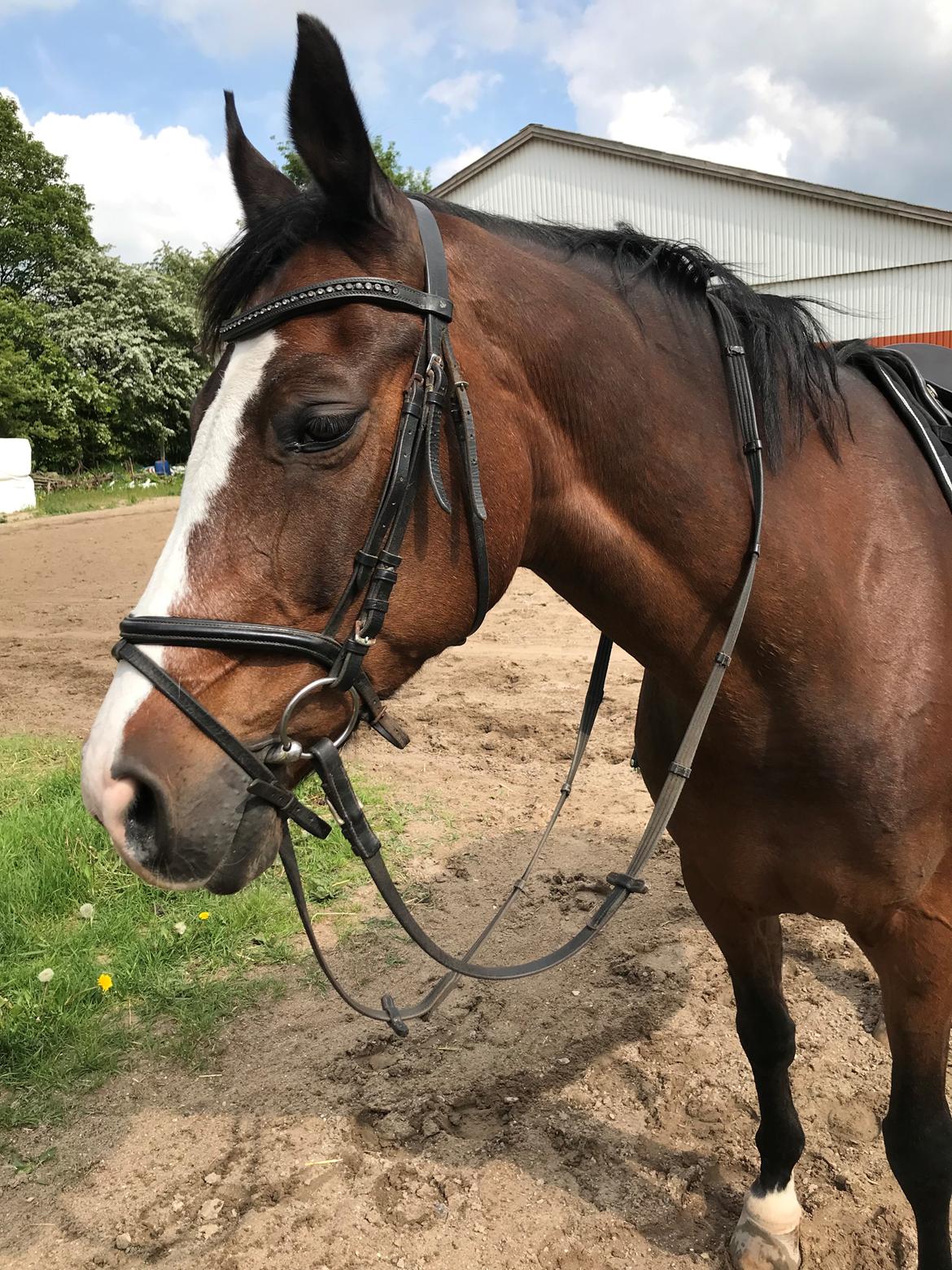 Dansk Varmblod Rosette  billede 7