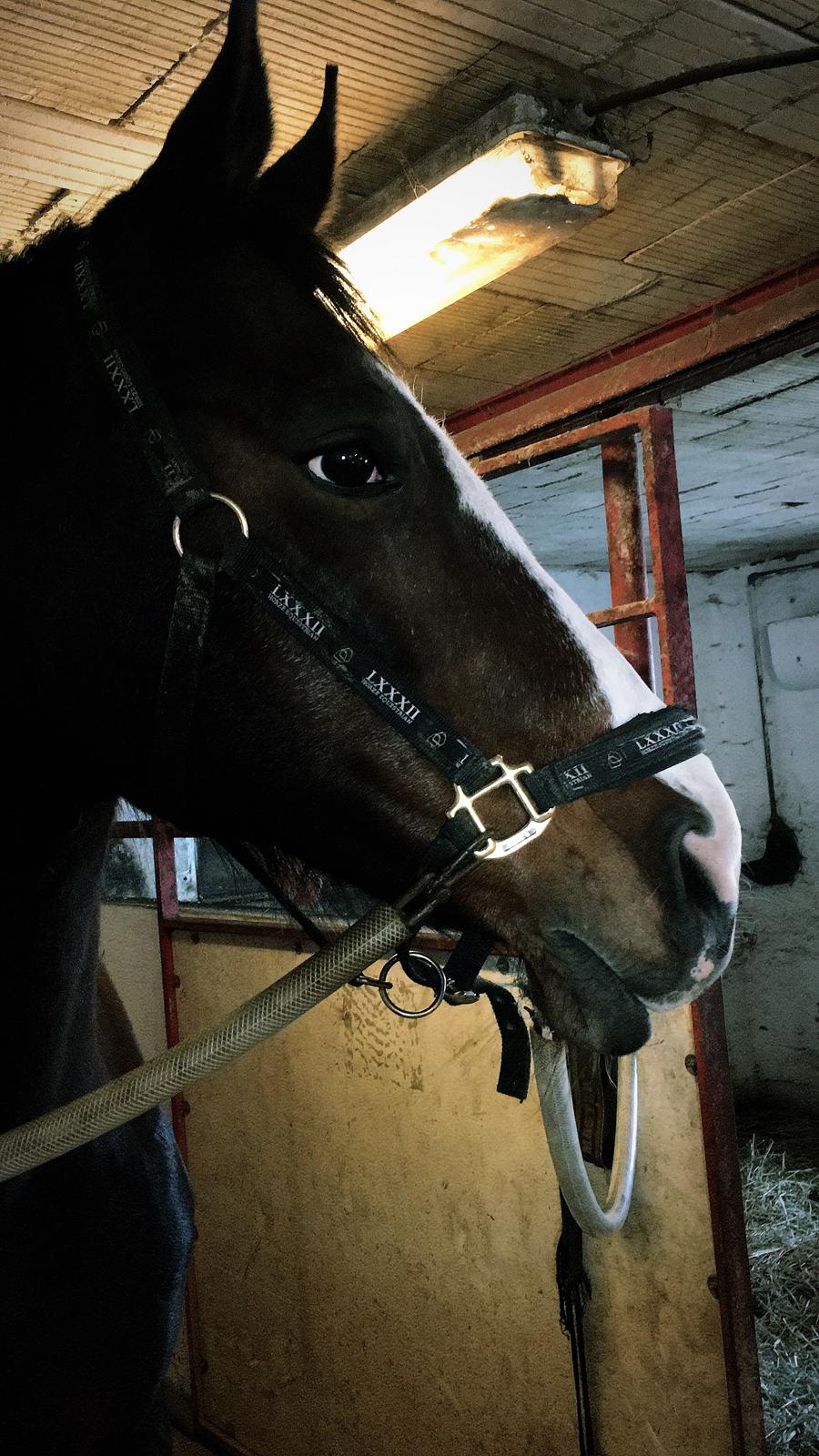 Dansk Varmblod Rosette  billede 8