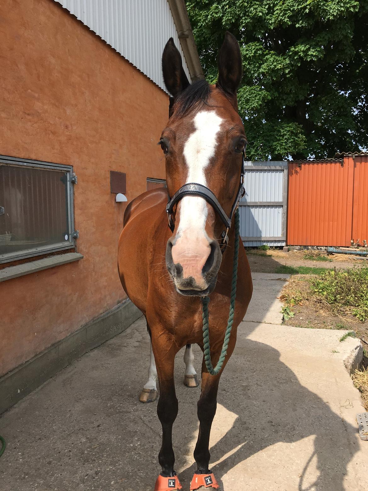 Dansk Varmblod Rosette  billede 9