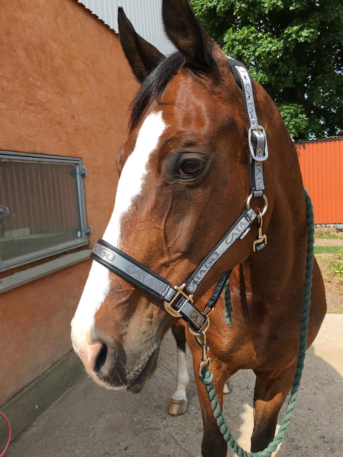 Dansk Varmblod Rosette  billede 10