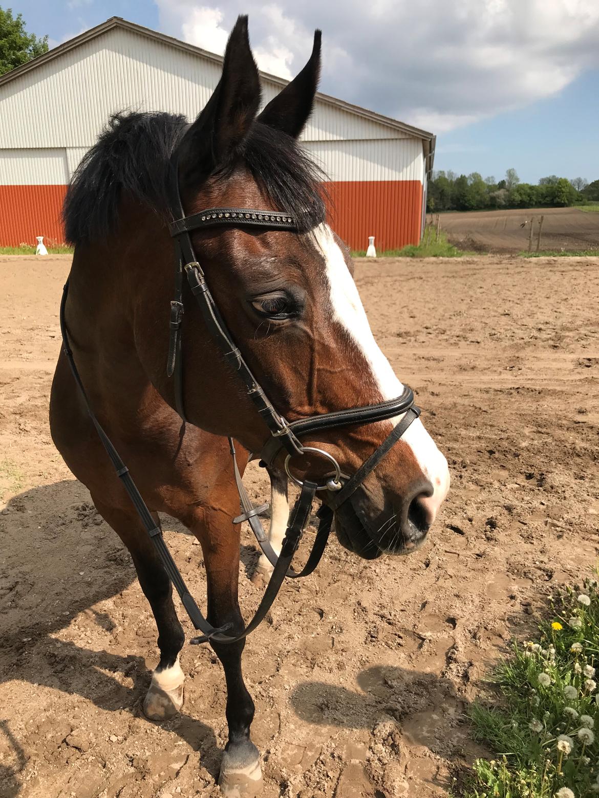 Dansk Varmblod Rosette  billede 12