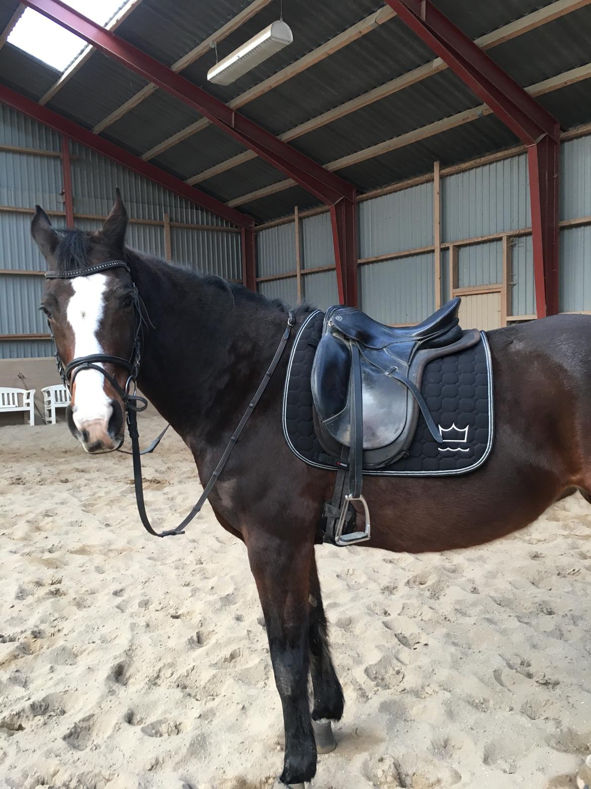 Dansk Varmblod Rosette  billede 13