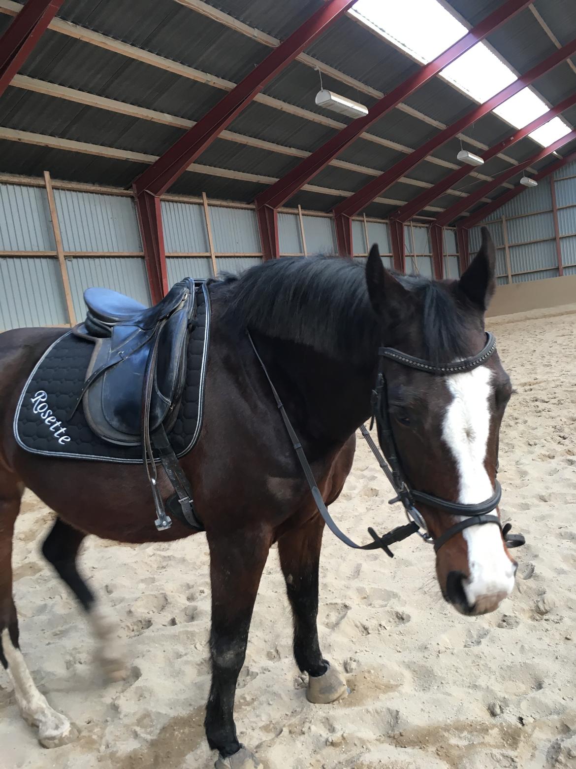 Dansk Varmblod Rosette  billede 11