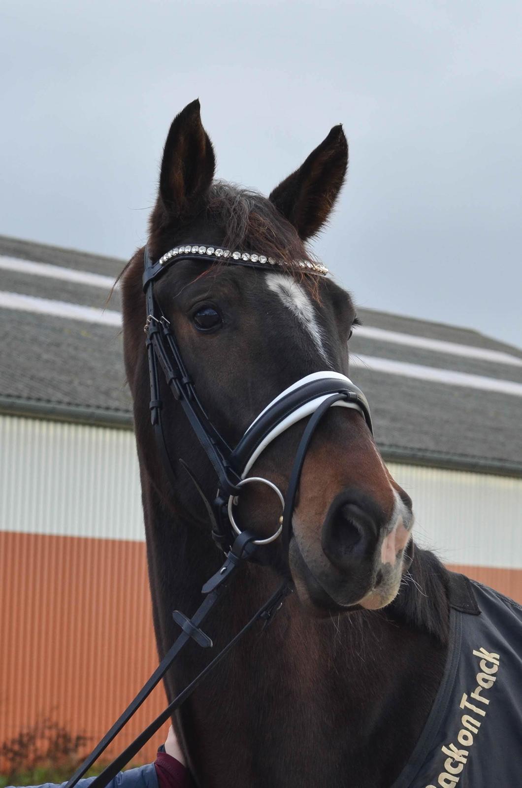 Dansk Varmblod Heras Zorell  billede 1