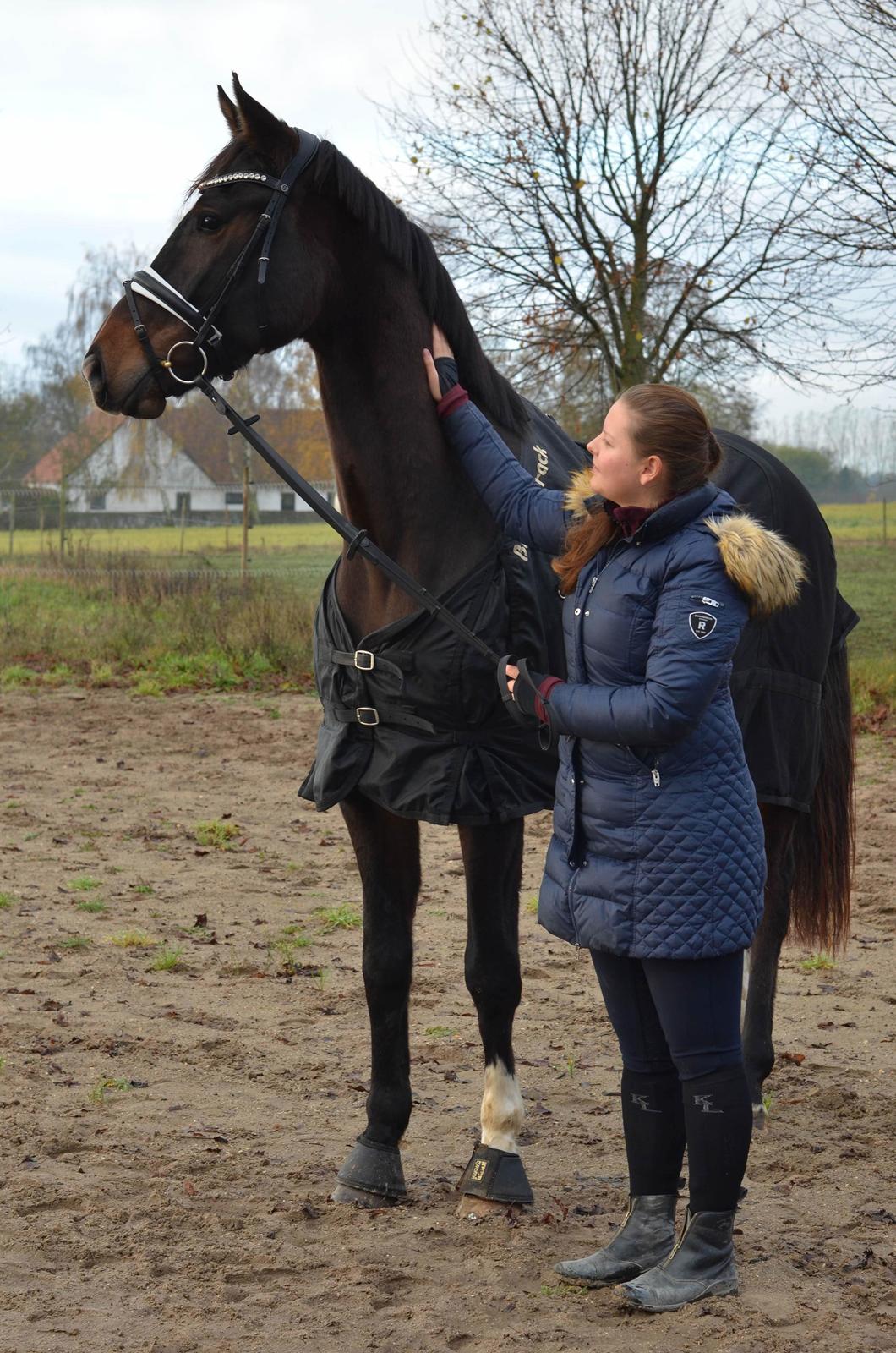 Dansk Varmblod Heras Zorell  billede 2