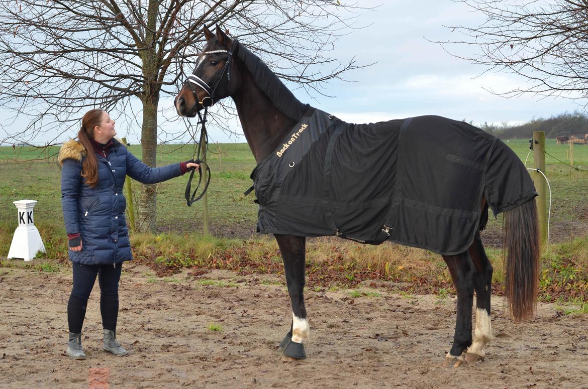 Dansk Varmblod Heras Zorell  billede 3