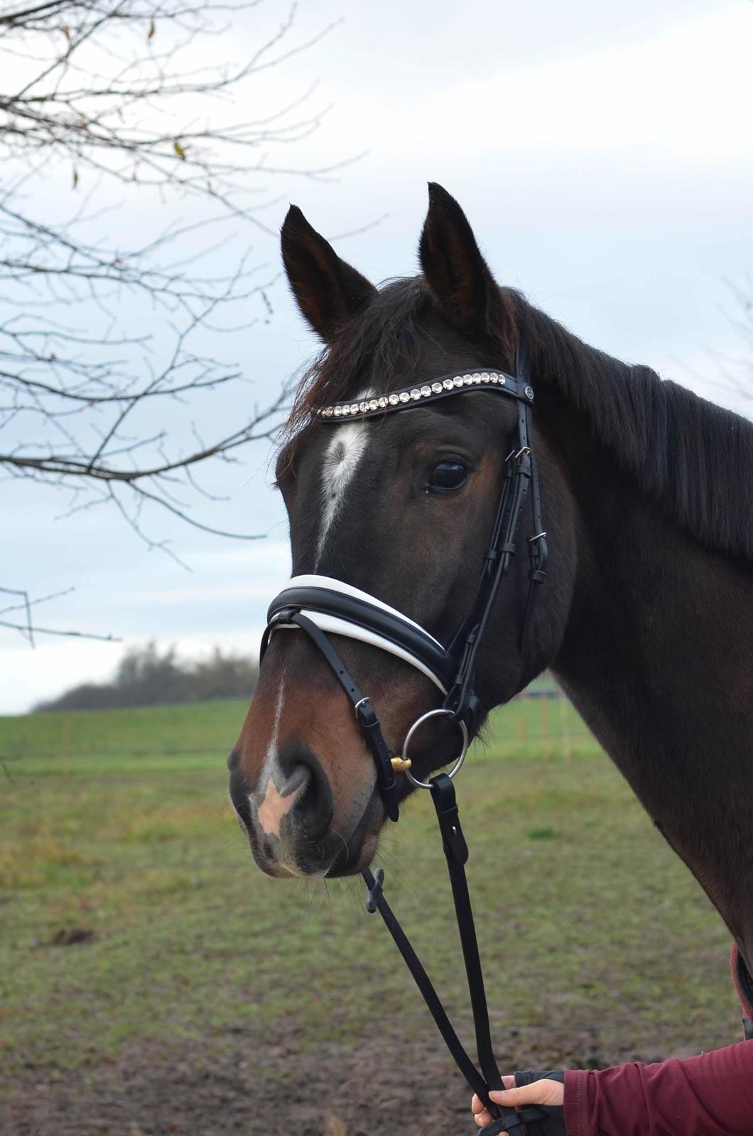 Dansk Varmblod Heras Zorell  billede 4