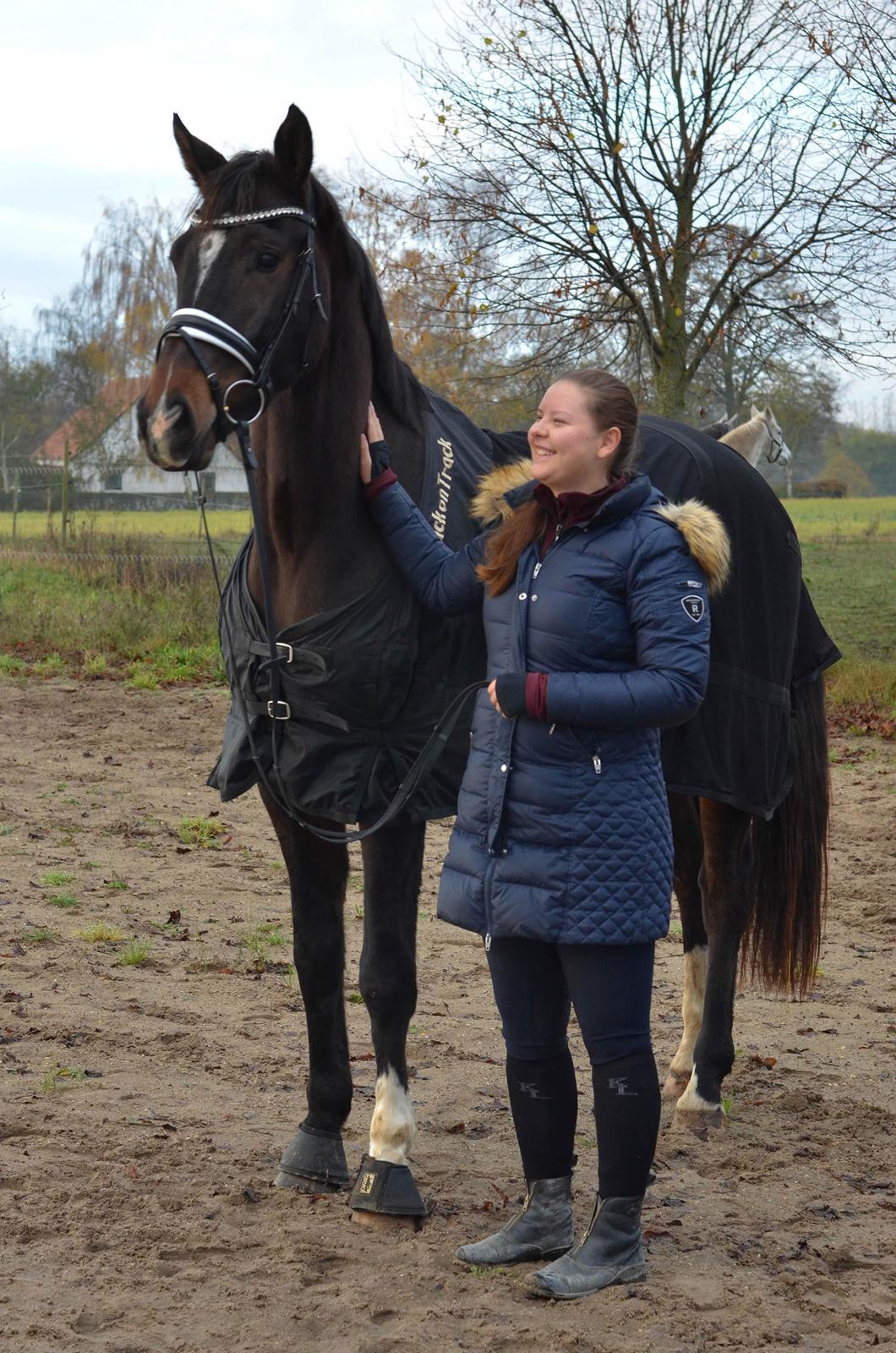 Dansk Varmblod Heras Zorell  billede 6