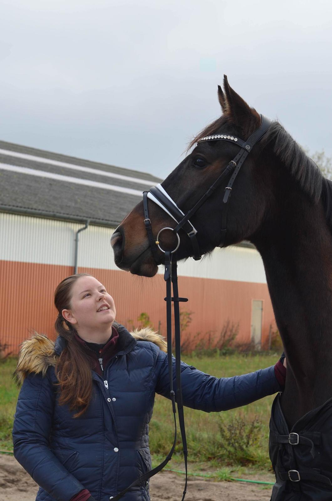 Dansk Varmblod Heras Zorell  billede 7