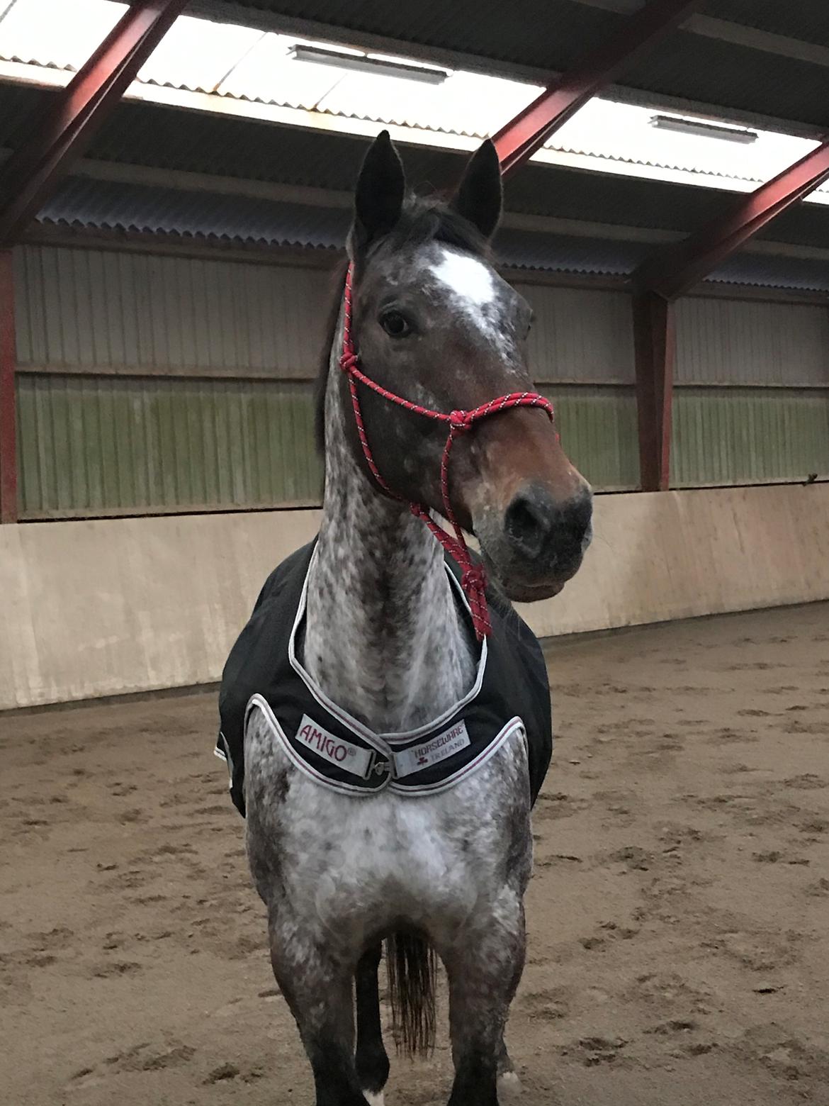 Knabstrupper Kildegårdens Sif - Himmelhest billede 7