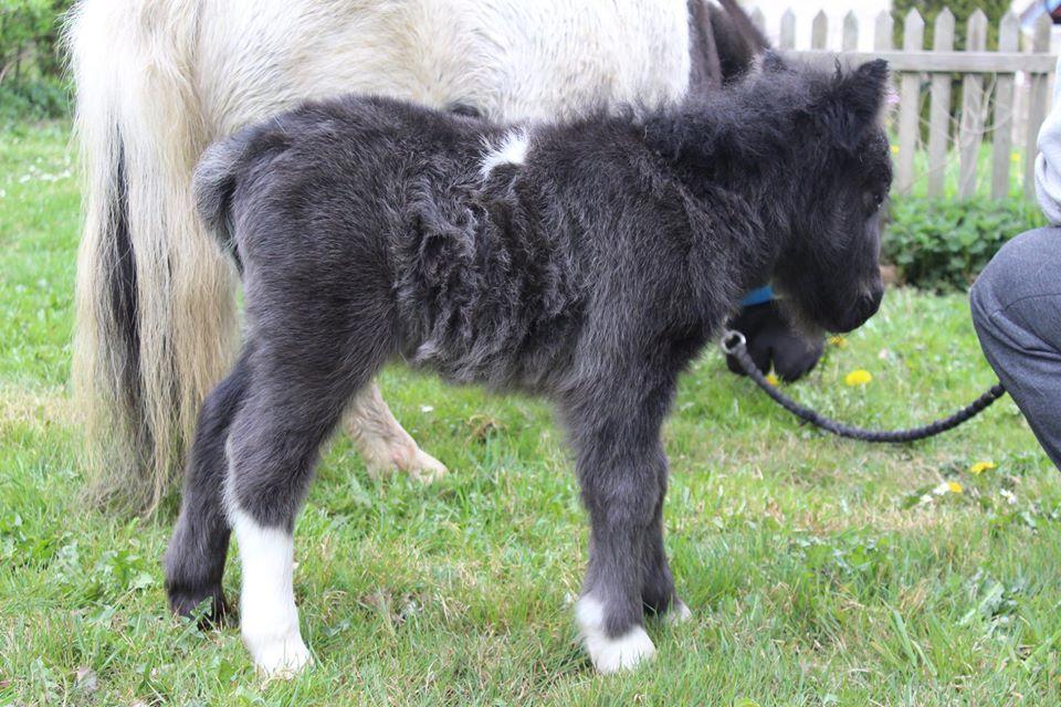 Shetlænder Veldt's Hope of Dreams  billede 1