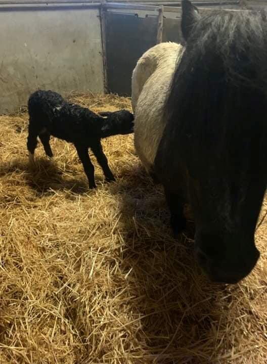 Shetlænder Veldt's Hope of Dreams  billede 3