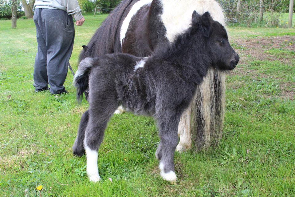 Shetlænder Veldt's Hope of Dreams  billede 4