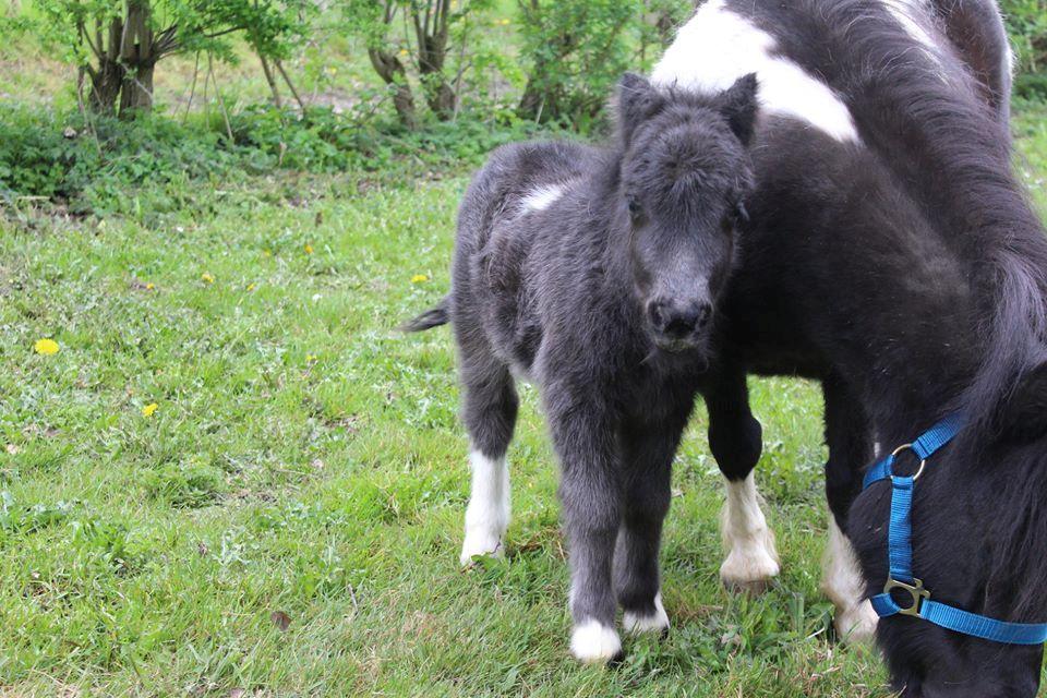 Shetlænder Veldt's Hope of Dreams  billede 5