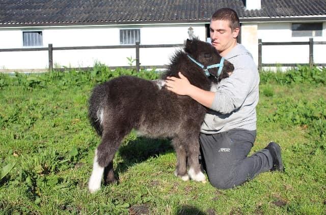 Shetlænder Veldt's Hope of Dreams  billede 6