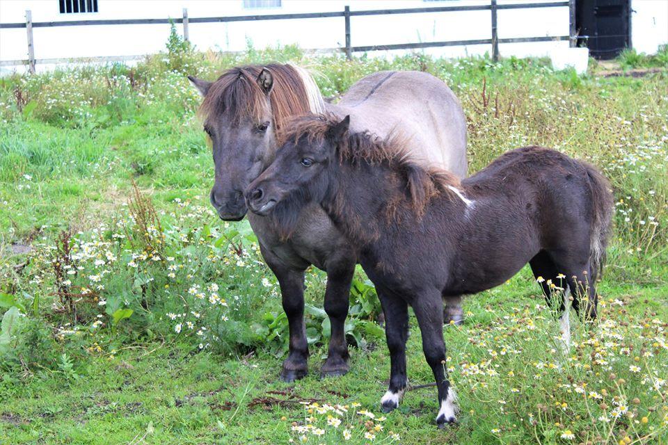 Shetlænder Veldt's Hope of Dreams  billede 7