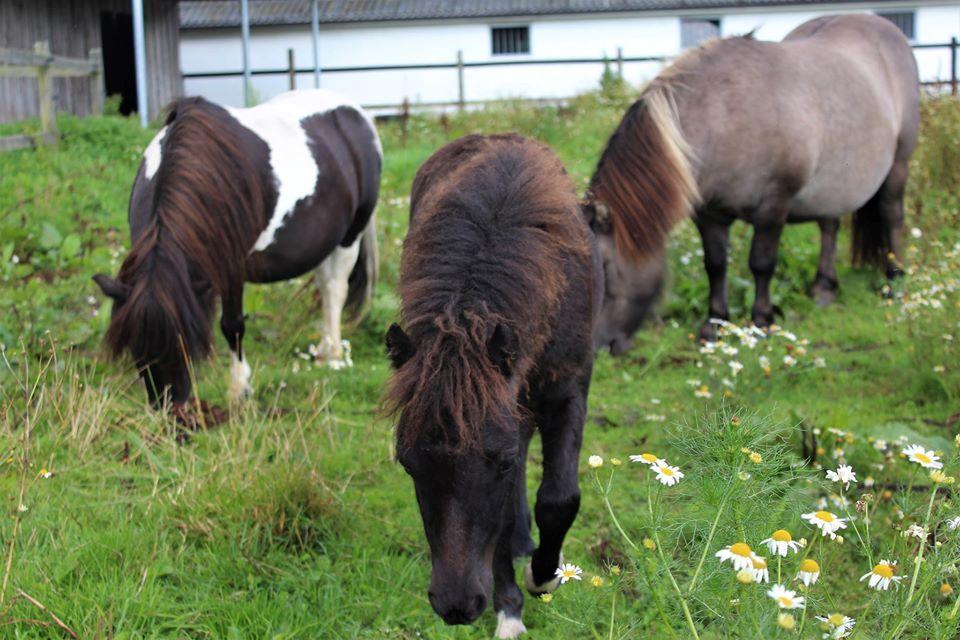 Shetlænder Veldt's Hope of Dreams  billede 8