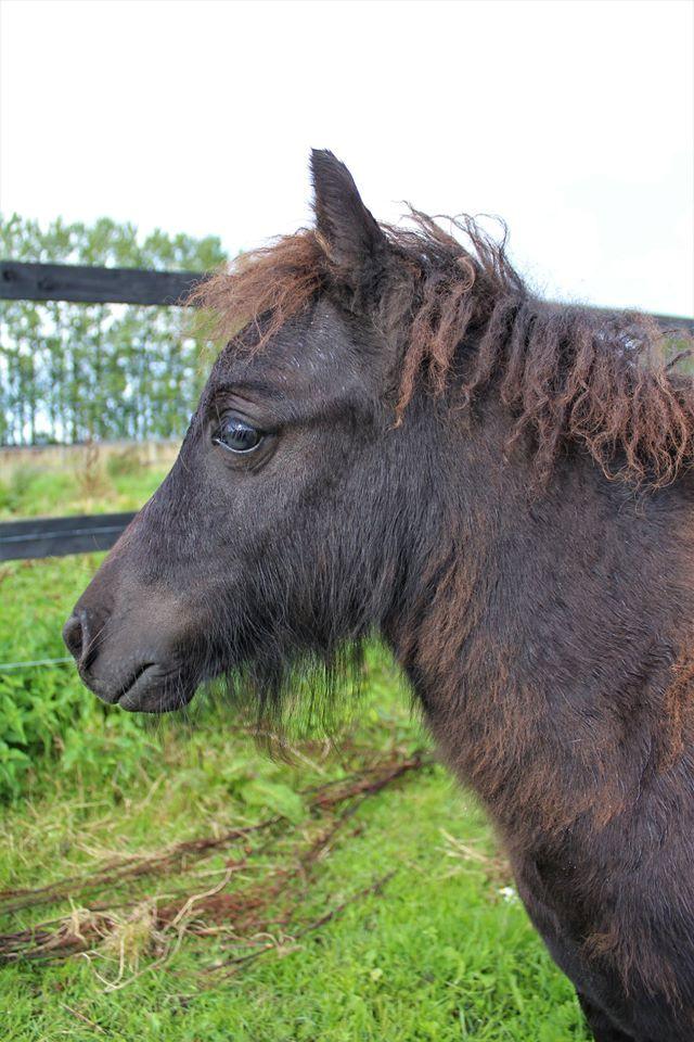 Shetlænder Veldt's Hope of Dreams  billede 9