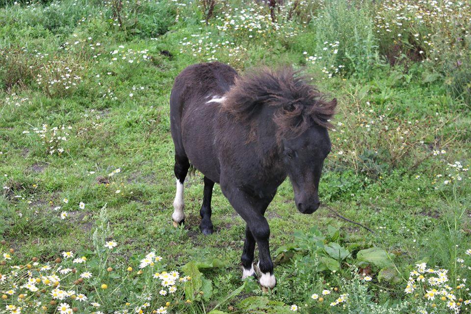 Shetlænder Veldt's Hope of Dreams  billede 10