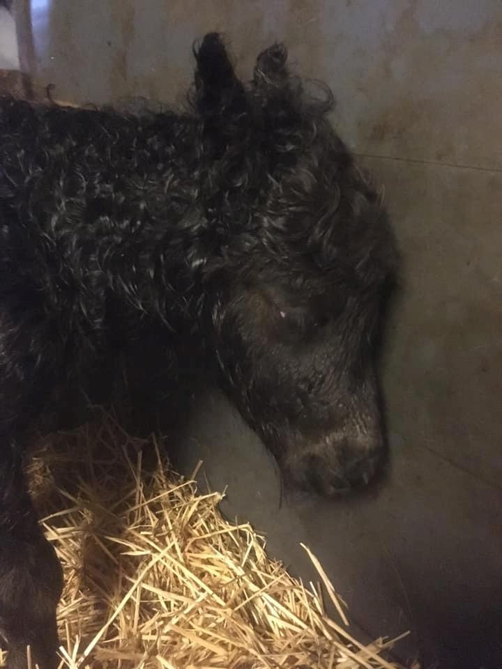 Shetlænder Veldt's Hope of Dreams  billede 2