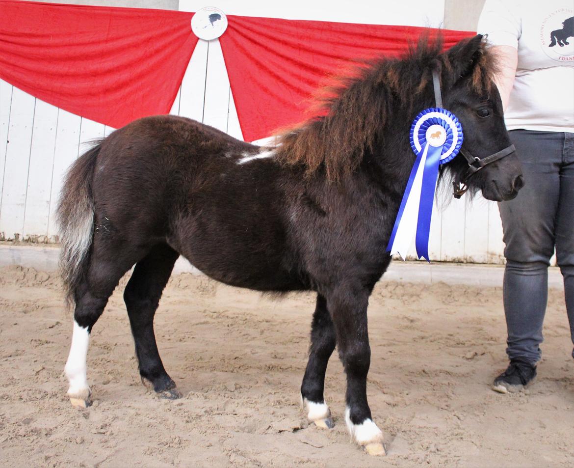 Shetlænder Veldt's Hope of Dreams  billede 11